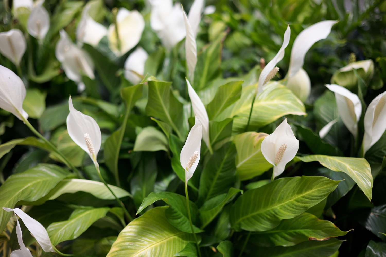 Spathiphyllum - P...