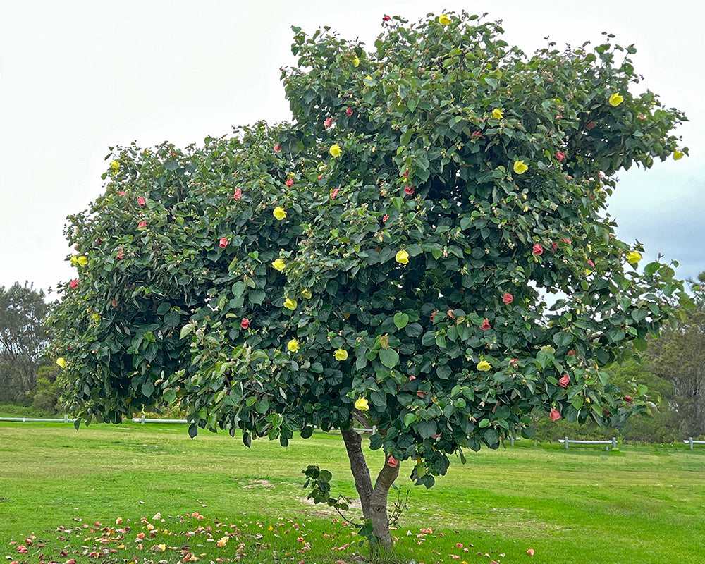 Hibiscus Tiliaceus