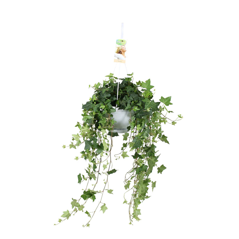 Hedera Helix Gree...