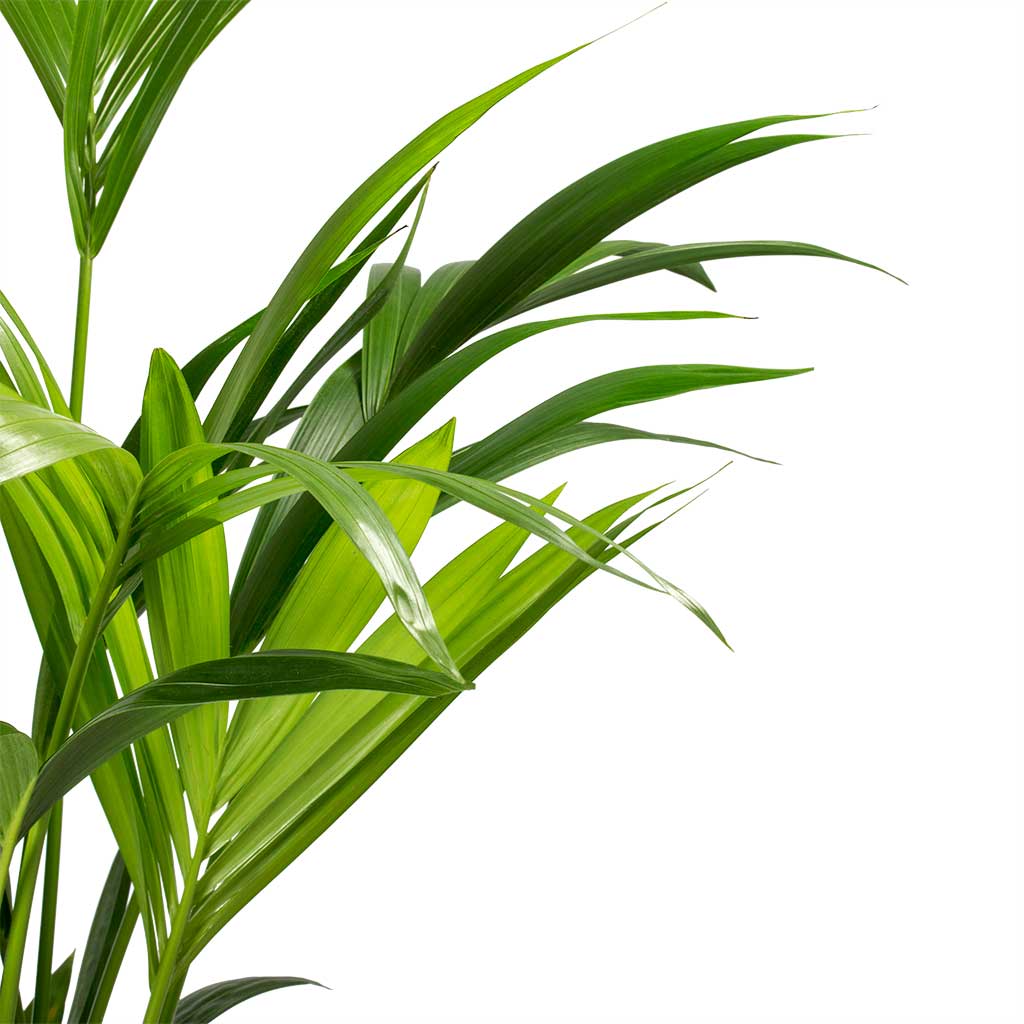 Kentia Palm - Howea forsteriana - نباتات داخلية