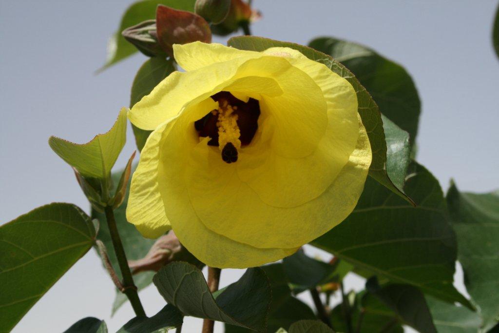 Hibiscus Tiliaceus