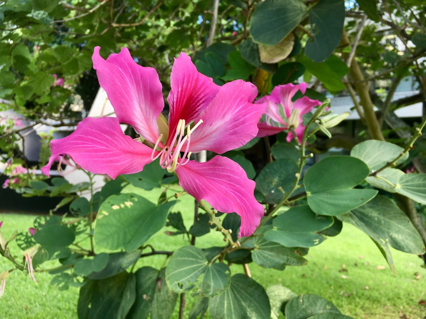 Bauhinia Blakeana Tree - شجرة البوهينيا