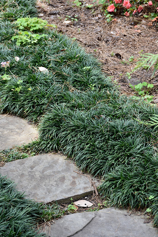 Ophiopogon Japonicus Grass (Mondo Grass)