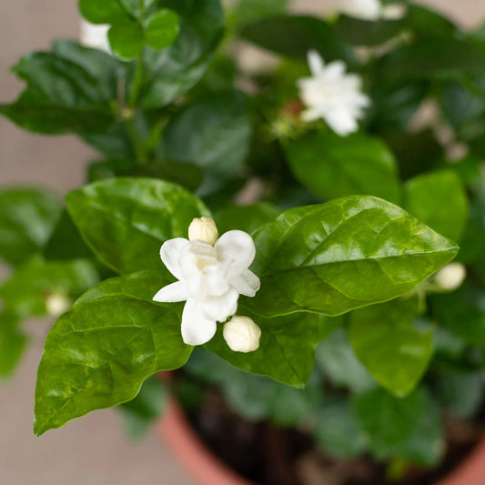 Jasmine Sambac – الياسمين العربي (الفل)