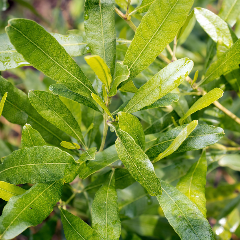 Dodonaea Plant - نبات الدودونيا