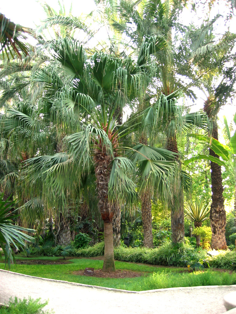 Livistona palm