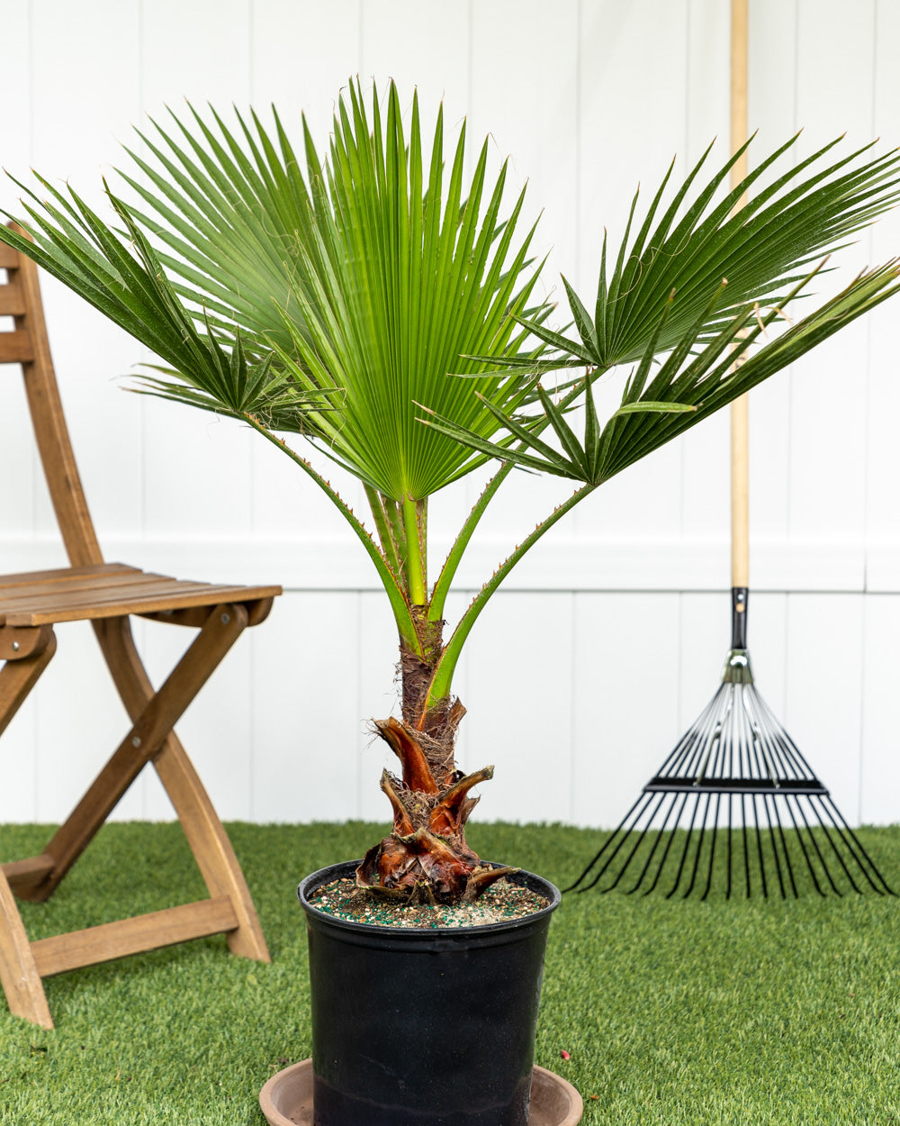 Washingtonia Robusta - نخيل واشنطن
