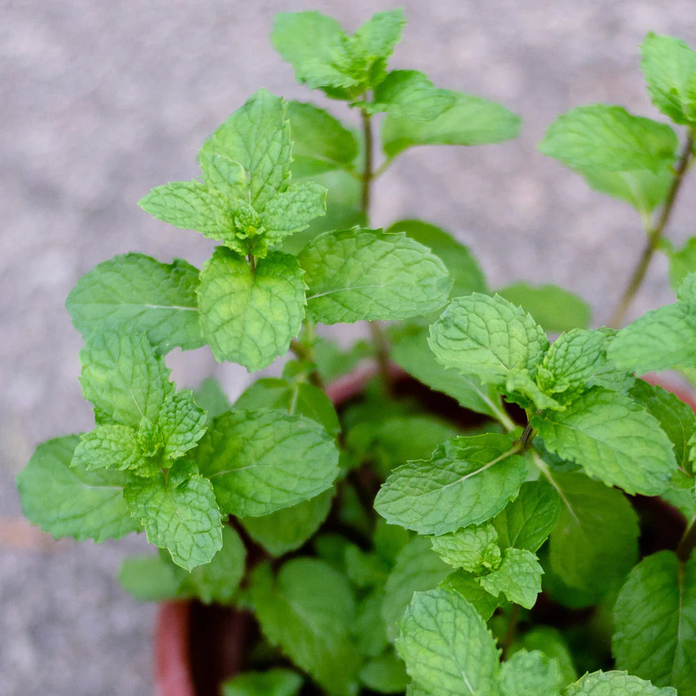 Mint (Organic)