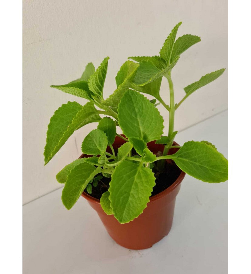 Indian Borage (Zatar / oregano)