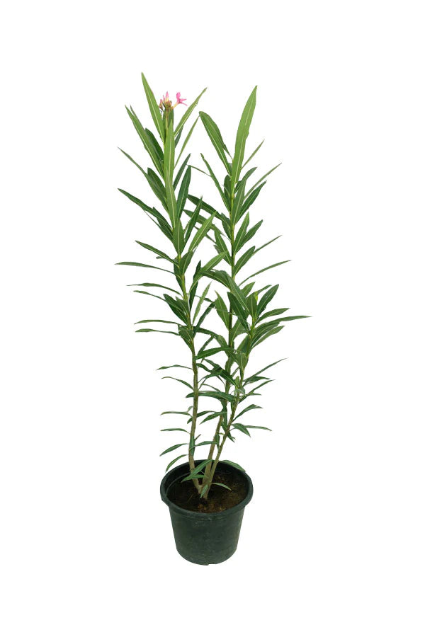 Nerium Oleander