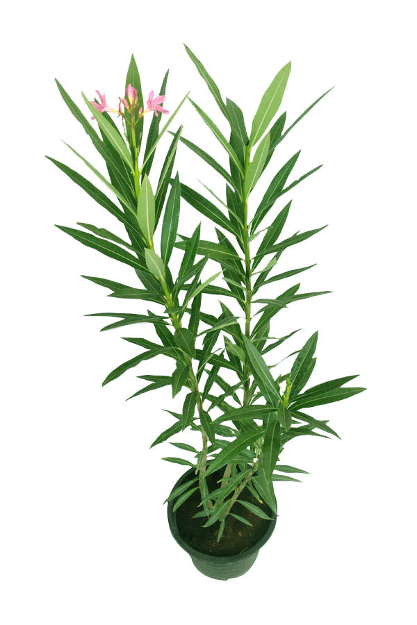 Nerium Oleander