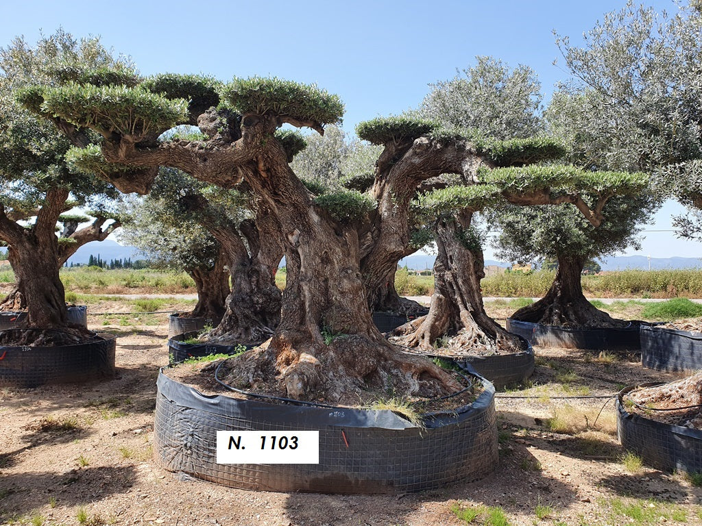 Ancient Olive Trees