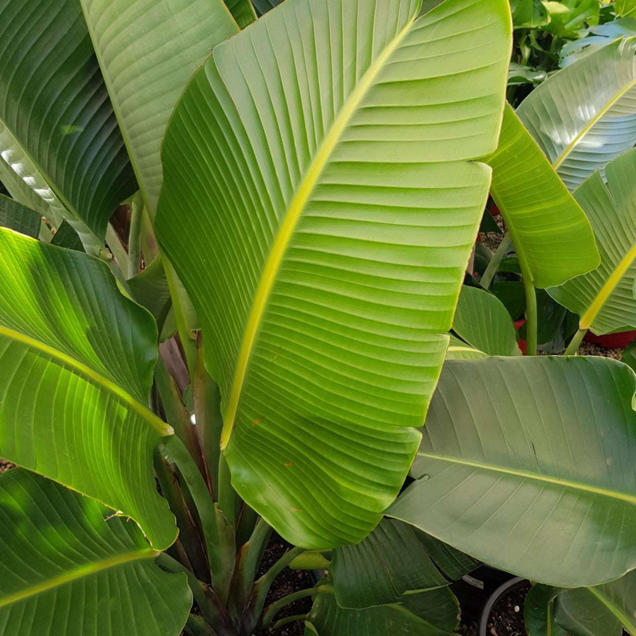 Strelitzia Nicolai 140 - Bird of Paradise Plant - نبات عصفور الجنة
