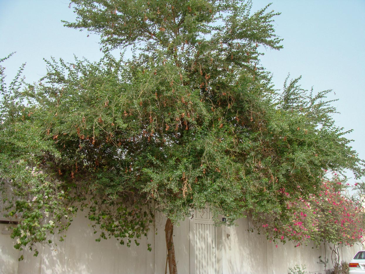 Pithecellobium Dulce (Madras Thorn)