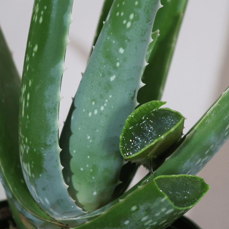 Aloe Vera Plant - Organic Plant - صبار الوفيرا