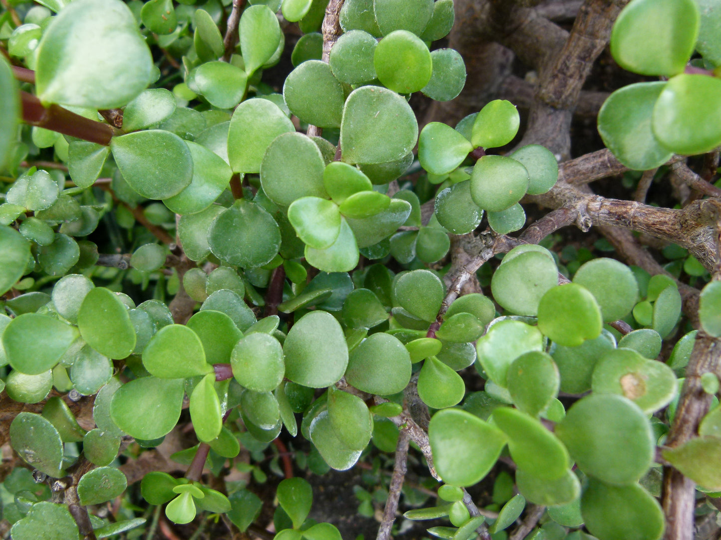 Portulacaria Afra – نبات بورتولاكاريا أفرا