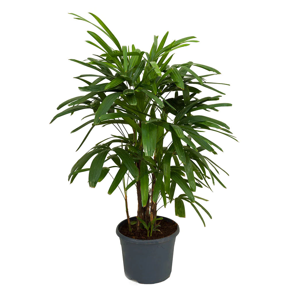 Rhapis Excelsa Palm