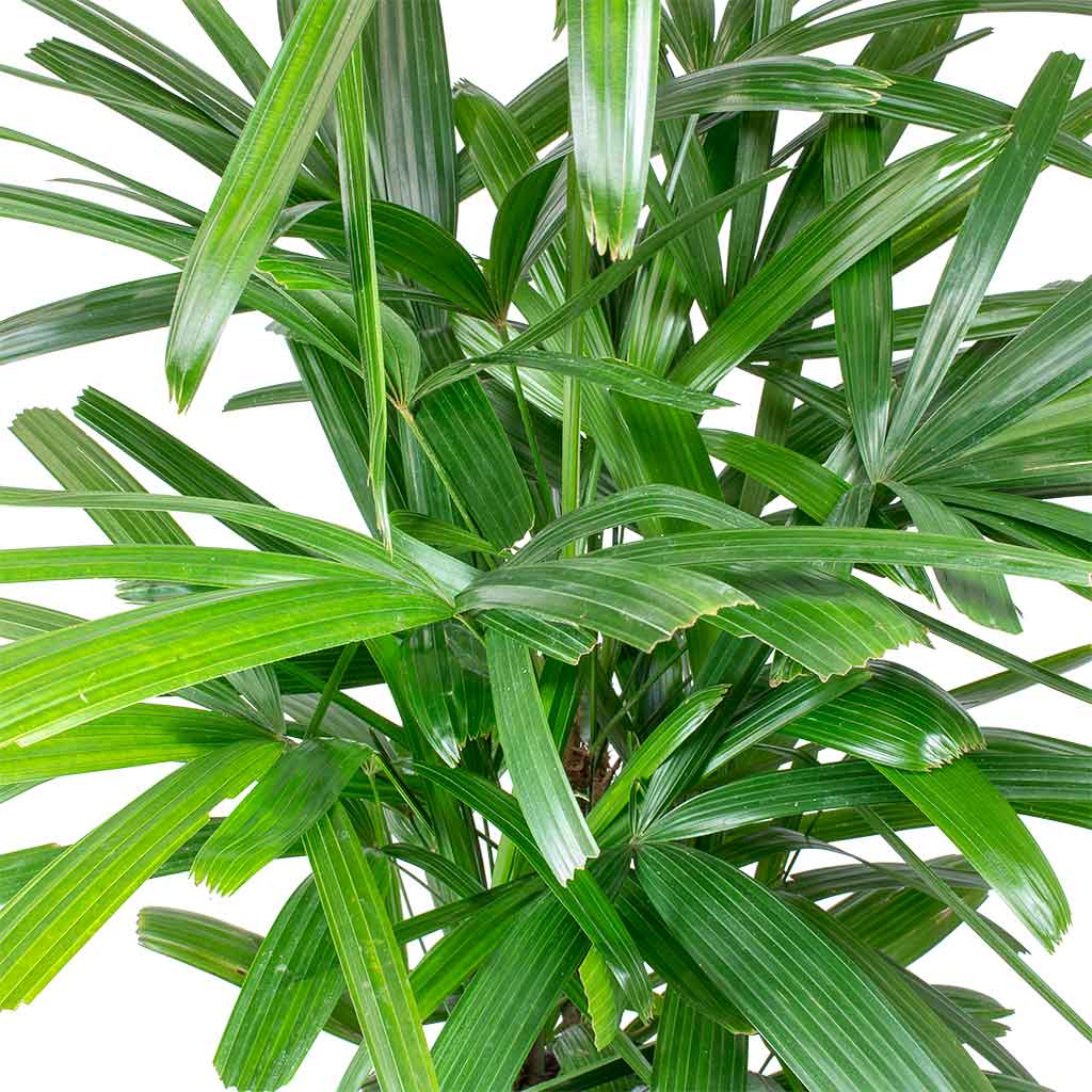 Rhapis Excelsa Palm