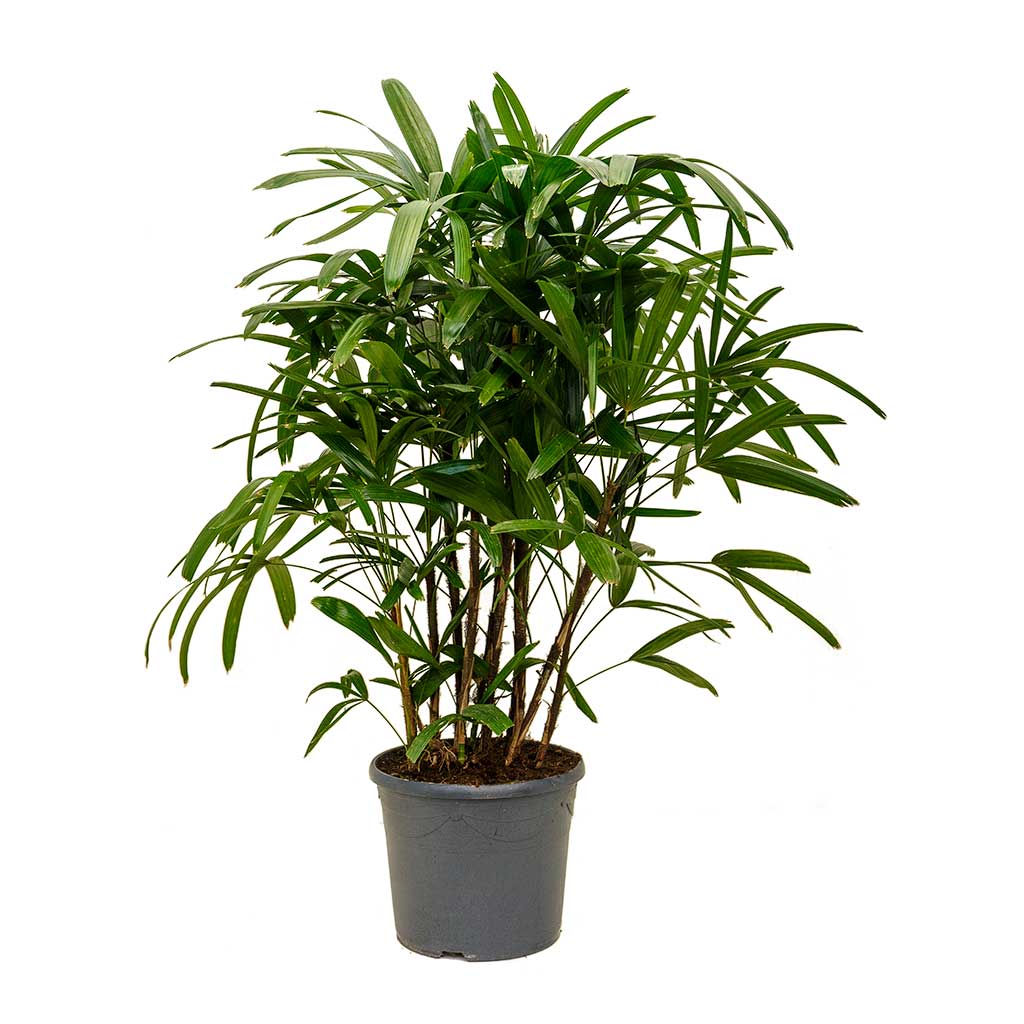 Rhapis Excelsa Palm