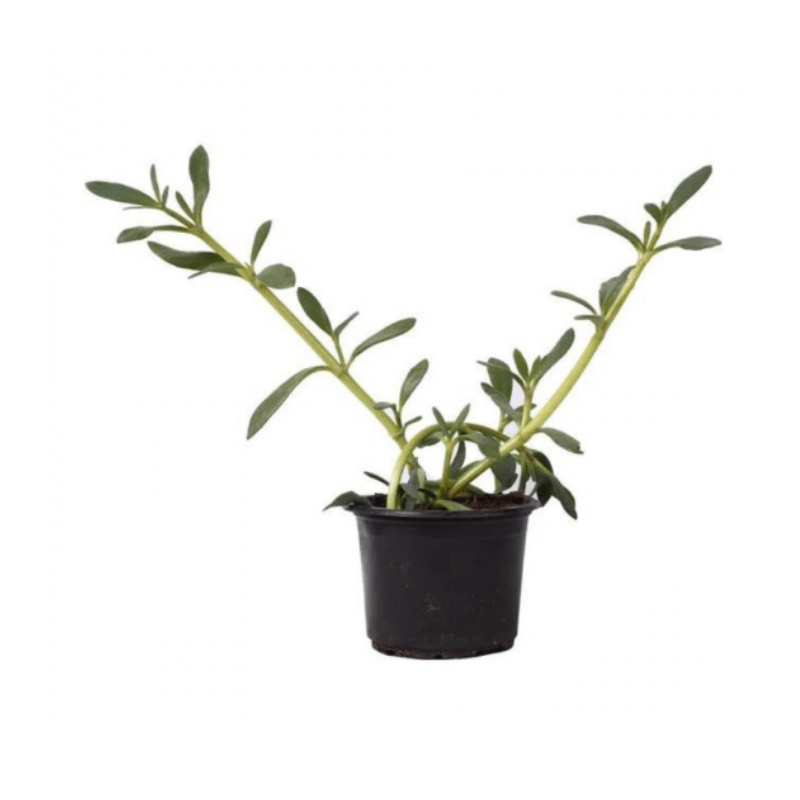 Sesuvium portulacastrum