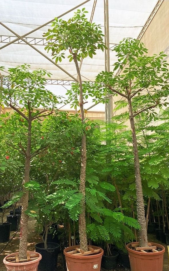 Bombax Red Tree - البومباكس