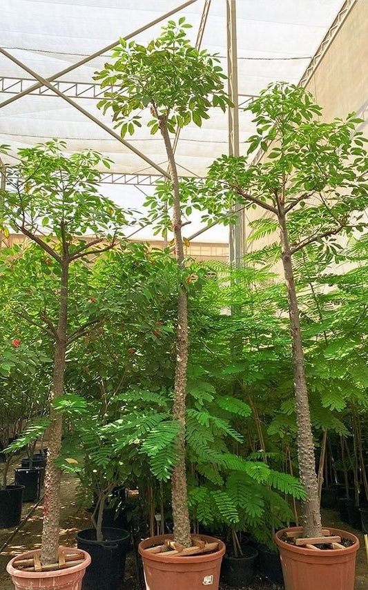 Bombax Tree - Silk Cotton Tree - شجرة البمباكس