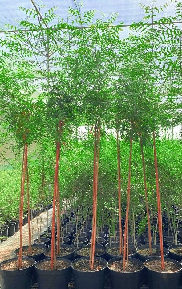 Azadirachta Indica (Neem Tree) - شجرة النيم