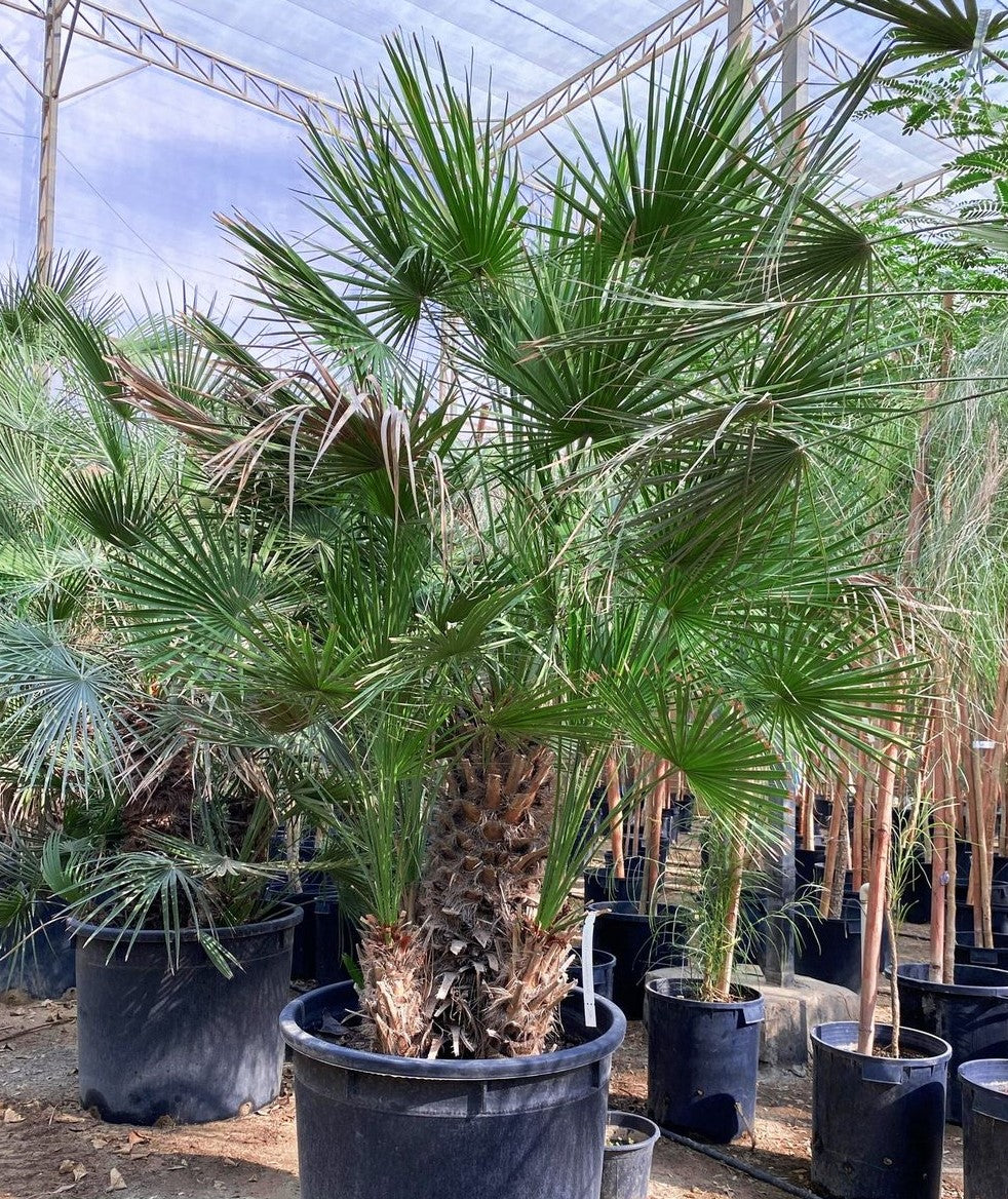 Chamaerops Humilis Group
