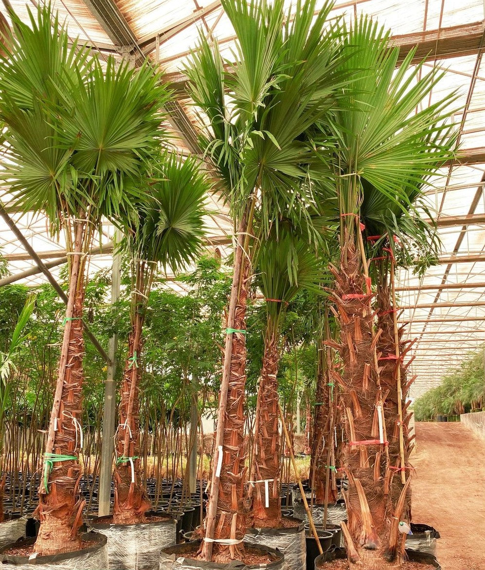 Livistona palm