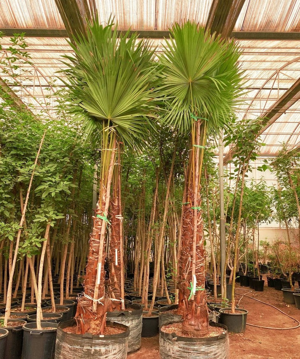 Livistona palm