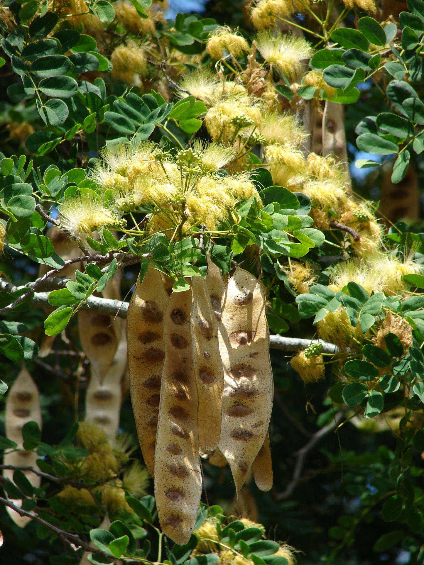 Albezia Lebbeck Tree - شجرة اللبخ