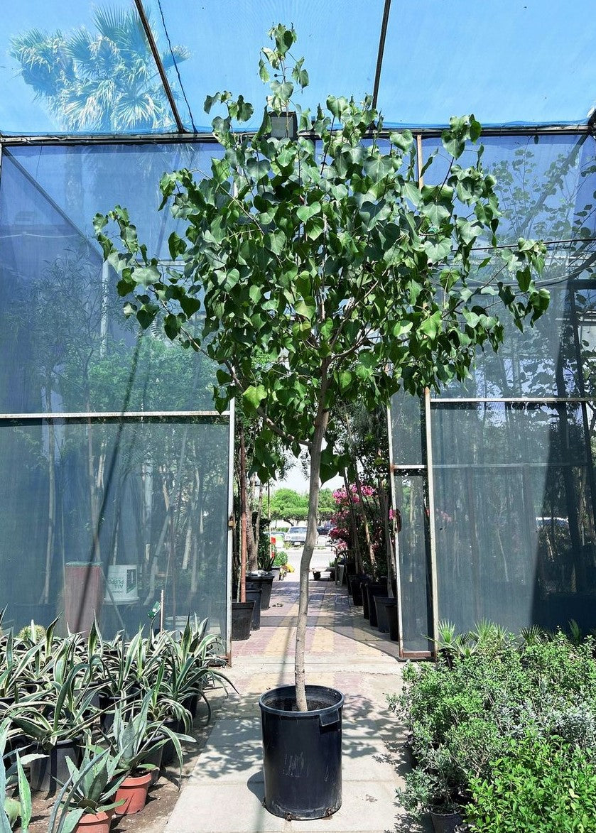 Thespesia Tree - شجرة الثسبسيا