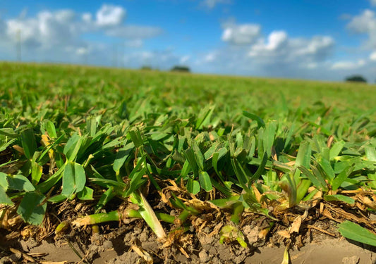 St. Augustine Grass (Spanish Grass)