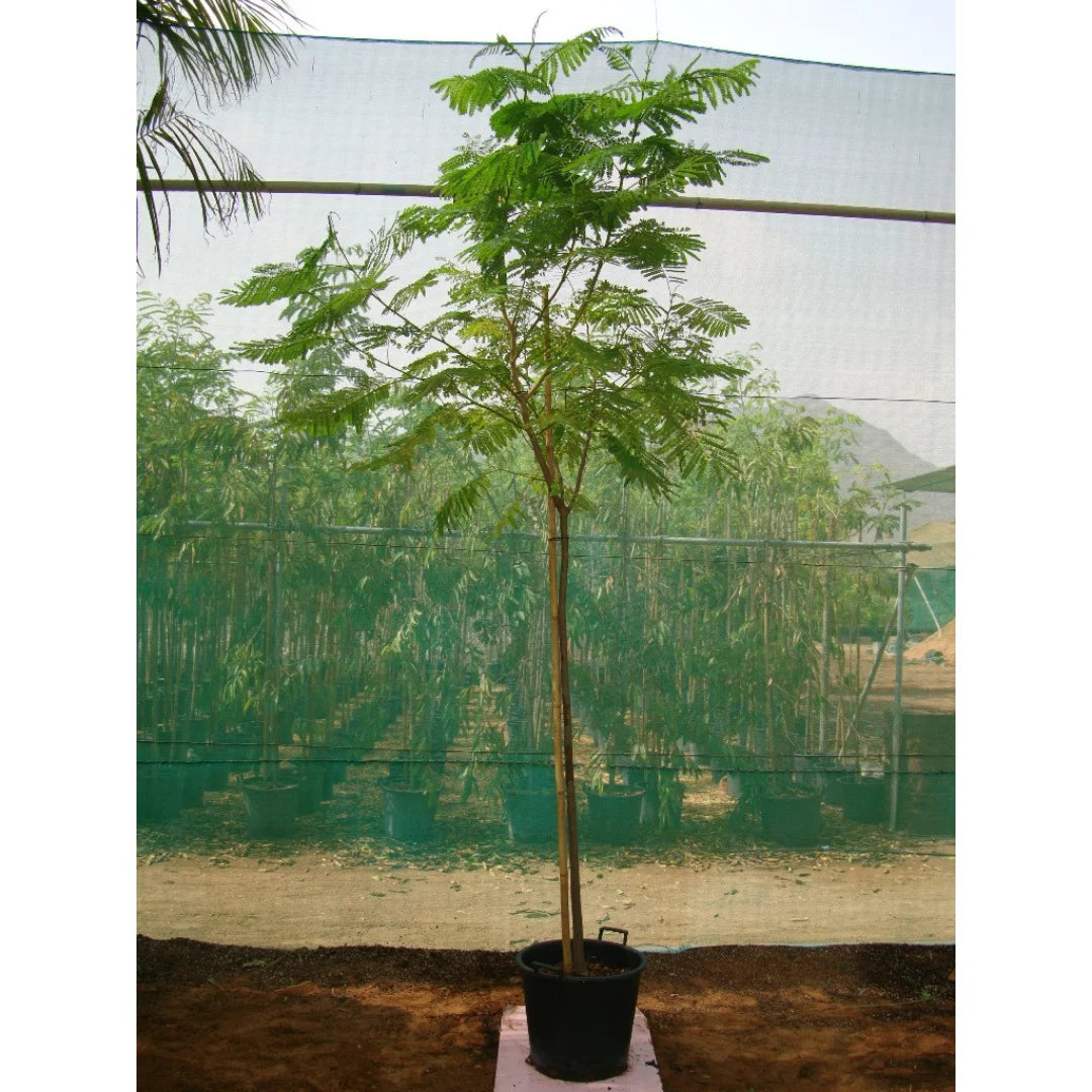Delonix Regia