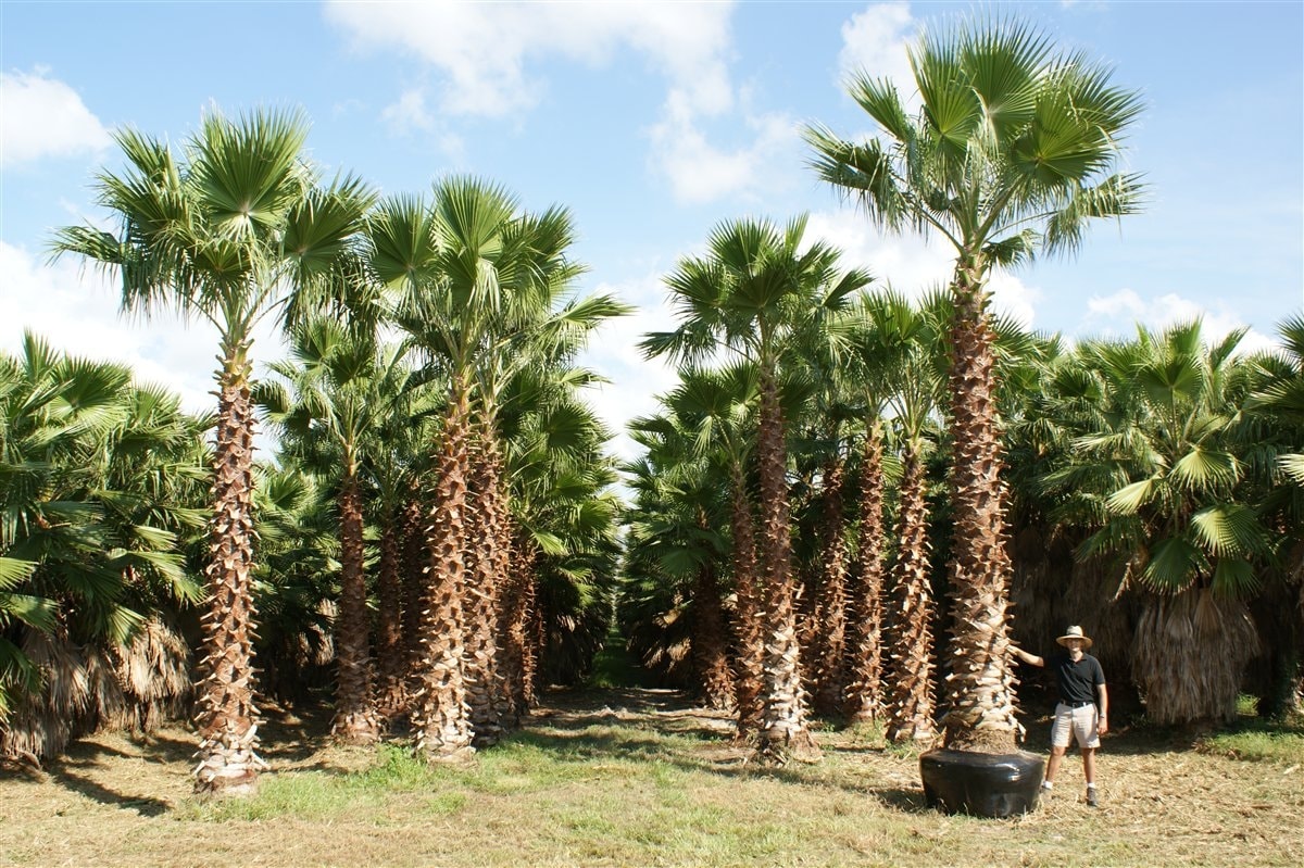 Washingtonia Robusta - نخيل واشنطن