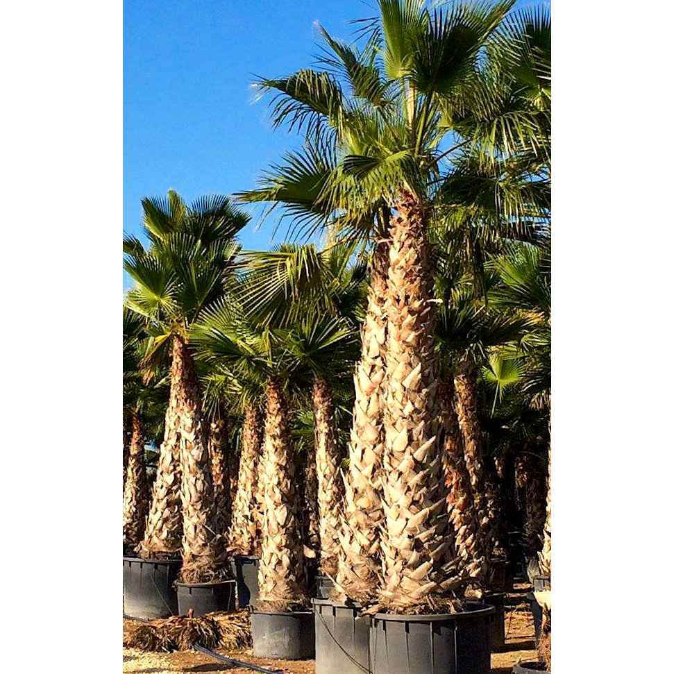 Washingtonia Robusta - نخيل واشنطن