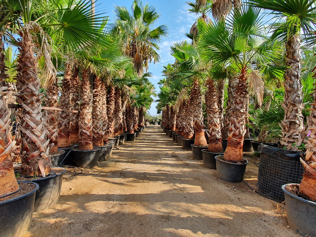 Washingtonia Robusta Specimens