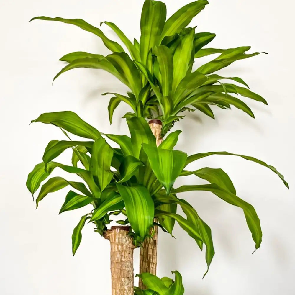Dracaena fragrans Massangeana - Indoor House Plant - النباتات الداخلية