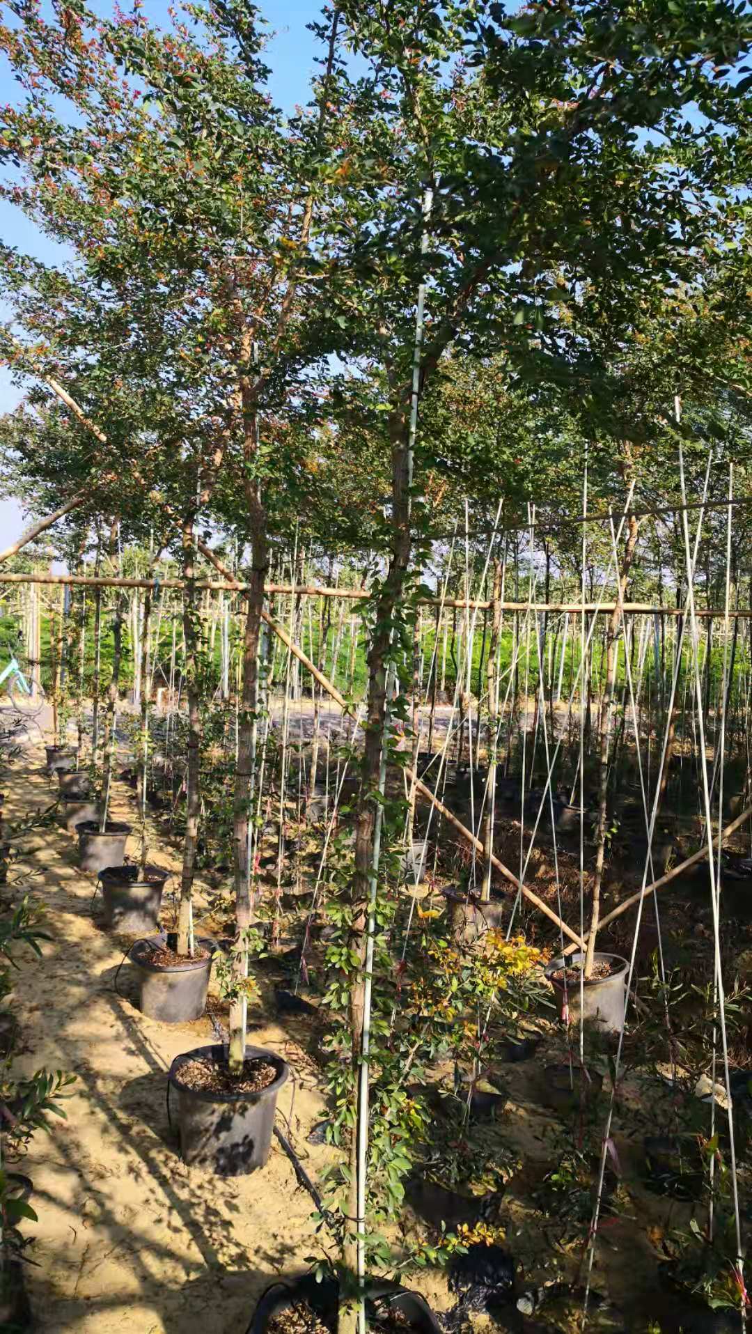 Pithecellobium Dulce Tree - شجرة التمر الهندي