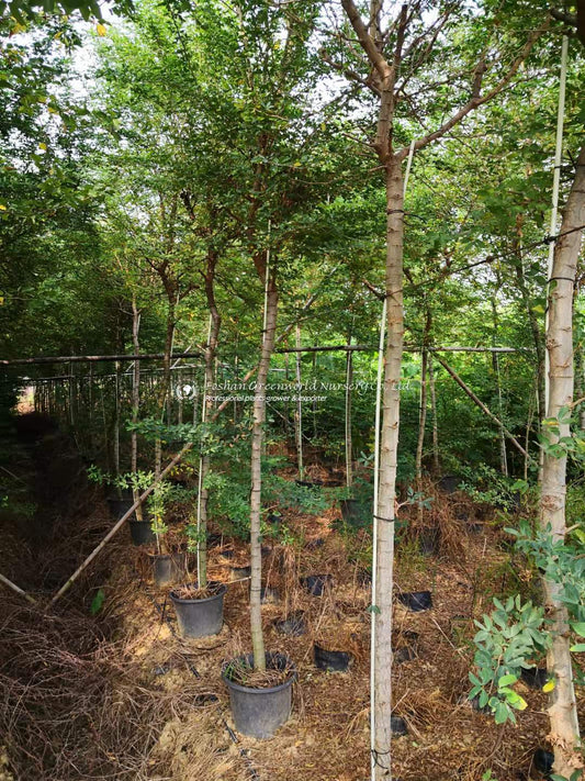 Pithecellobium Dulce (Madras Thorn)