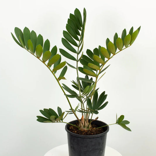 Zamia Furfuracea – زاميا
