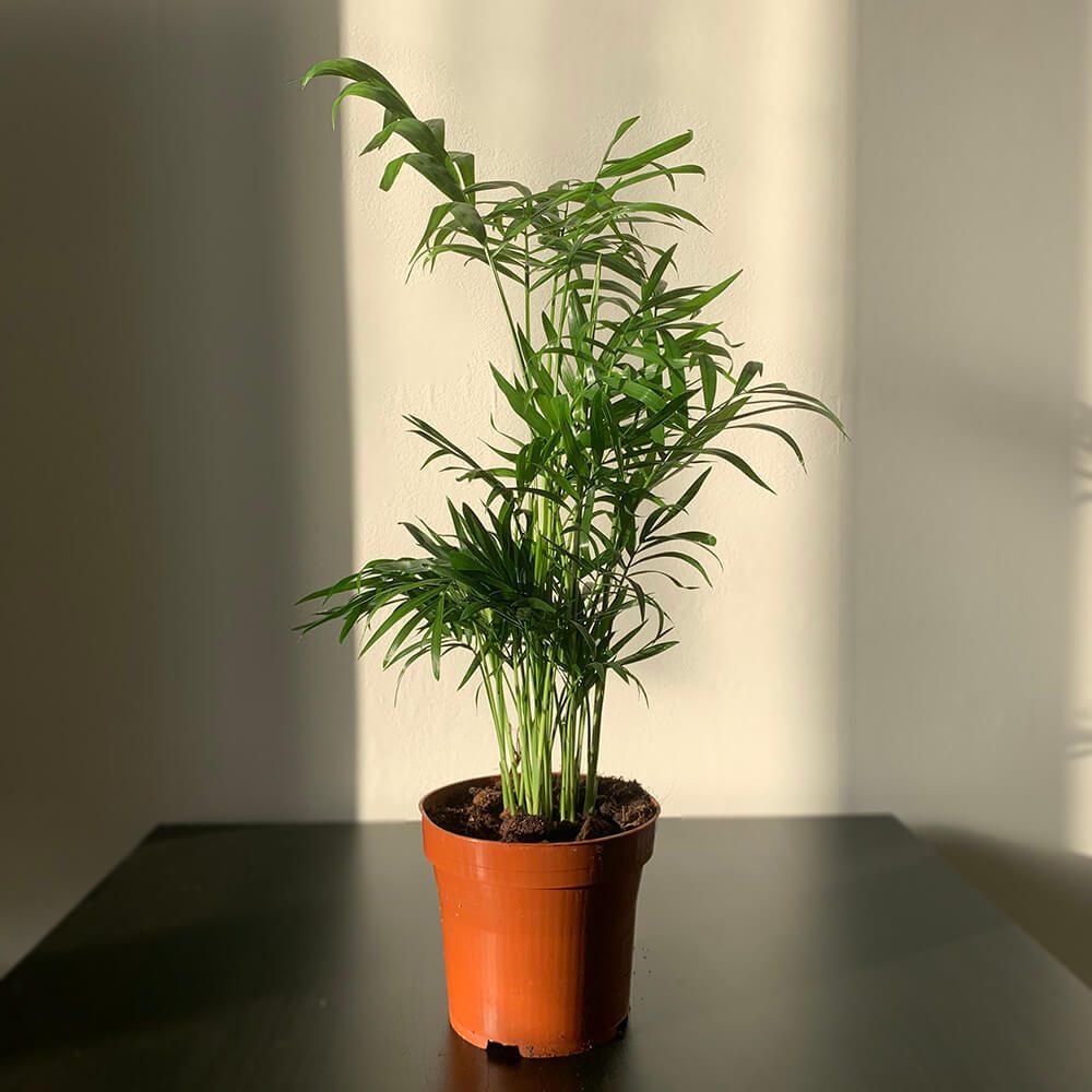 Chamaedorea Elegans - شاميدوريا إليجانس - نباتات داخلية