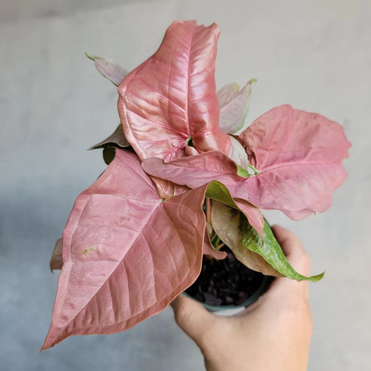 Syngonium Pink Splash