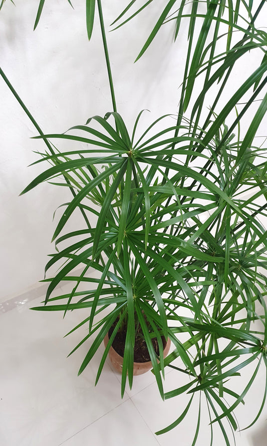 Cyperus Alternifolius Grass - نبات المظلة