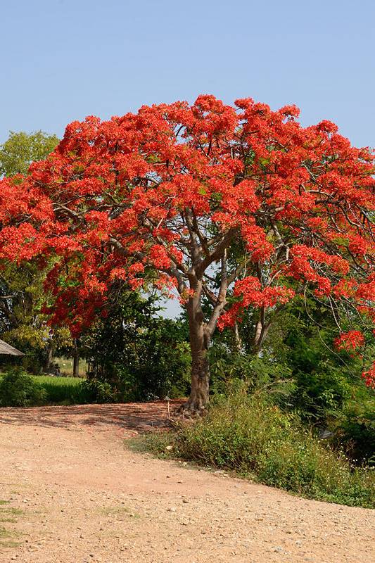 Delonix Regia