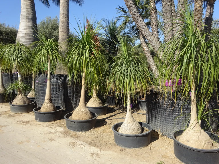 Beaucarnea Palm