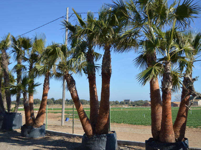 Washingtonia Robusta Specimens