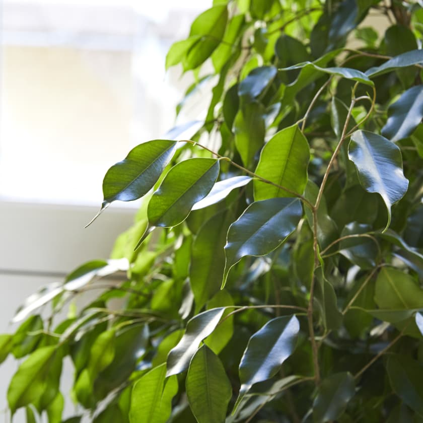 Ficus Benjamina