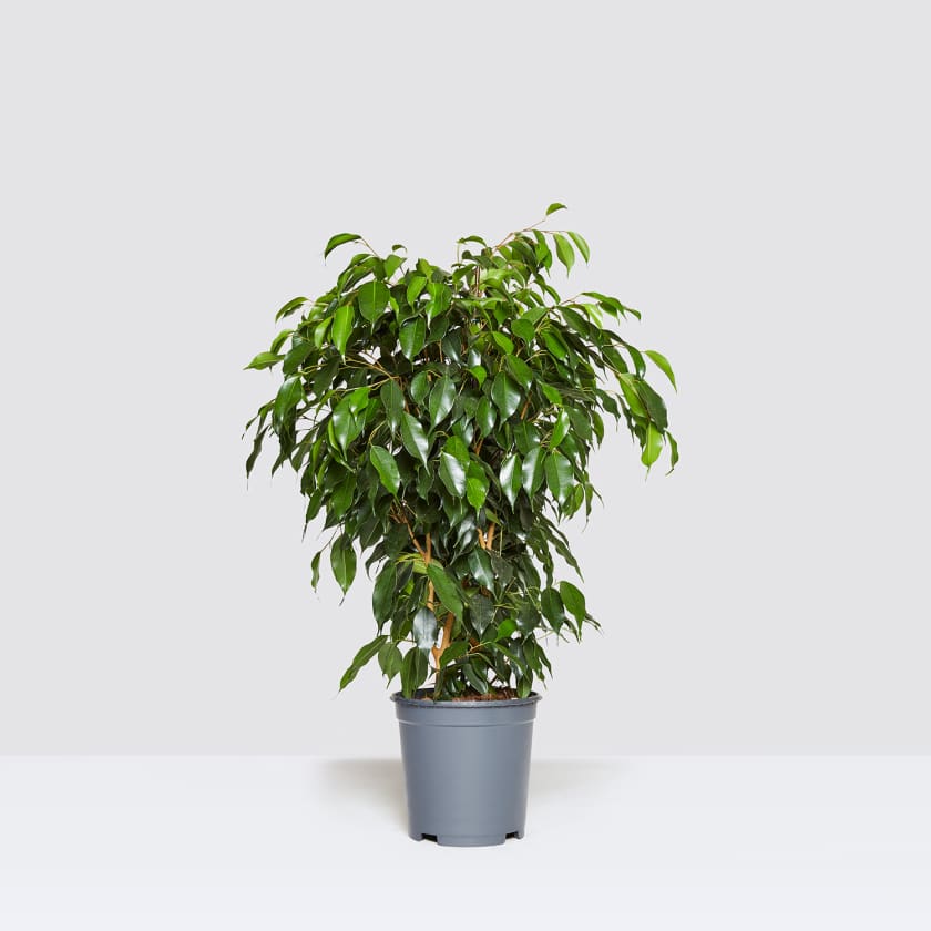 Ficus Benjamina