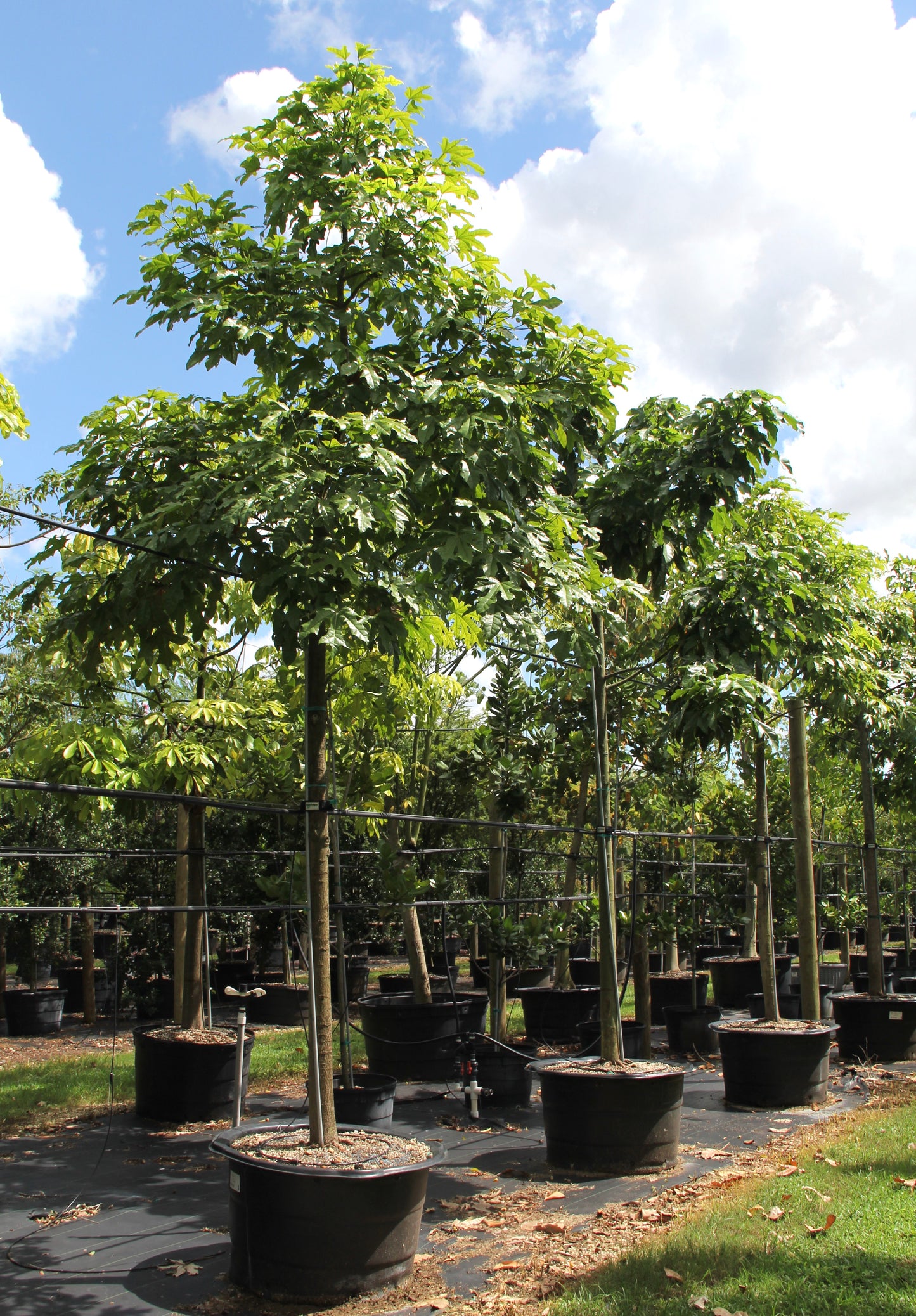 Brachychiton Discolour Tree - شجرة براكيشيتون ديسكولور